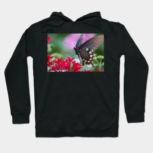 Black Swallowtail II Hoodie